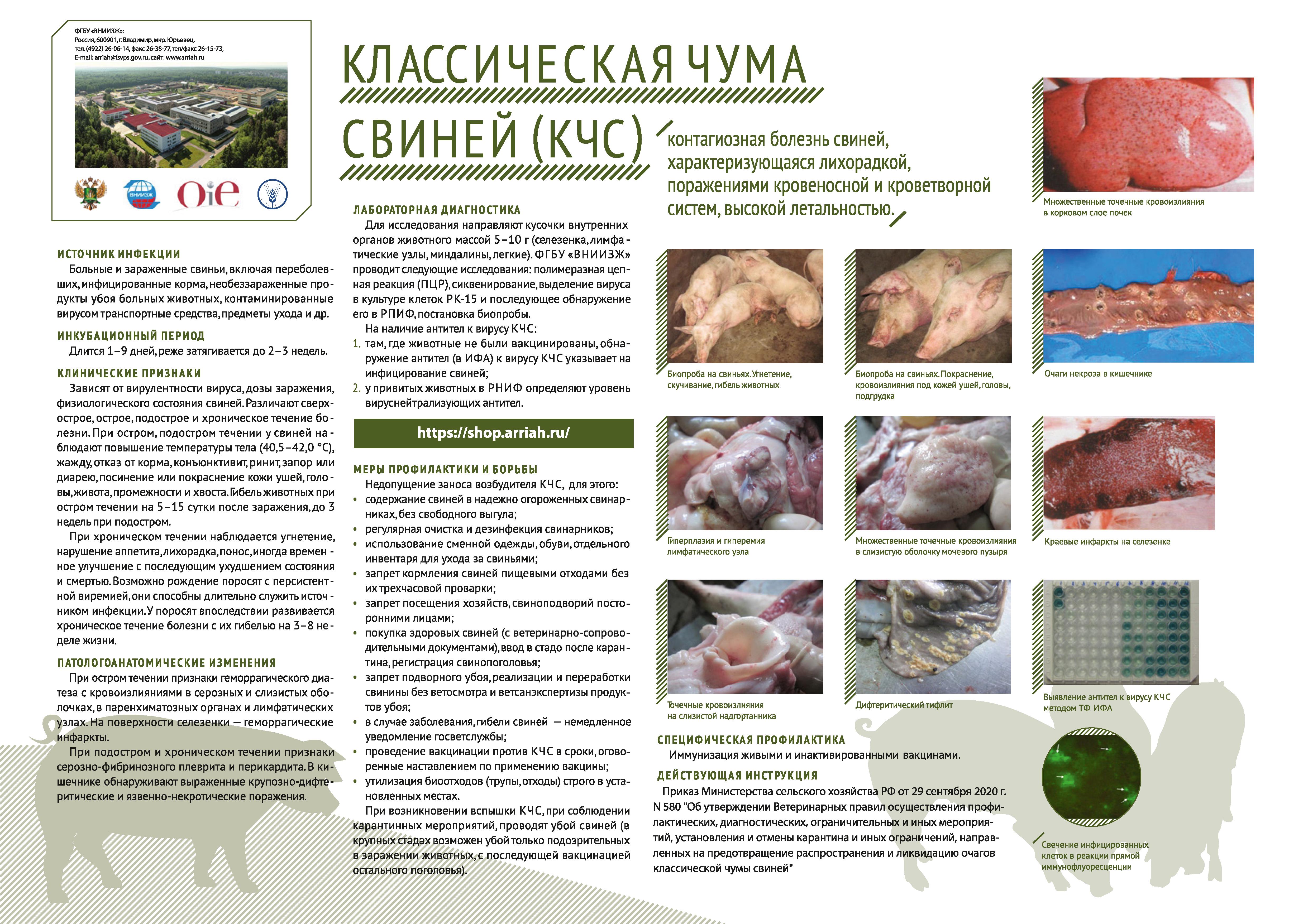 Как выглядит африканская чума у свиней